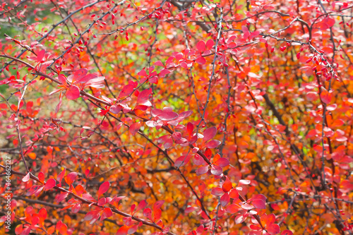 autumn barberry bush