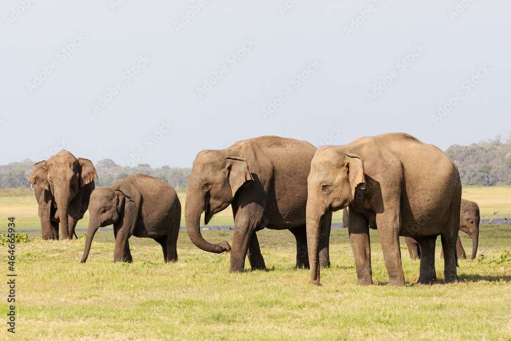 A herd of elephants photographed in the wilderness.