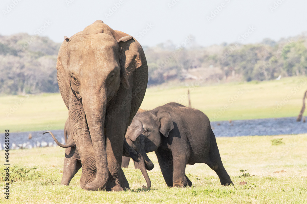 Two baby elephants play behind their mother at Minneriya National Park, Sri Lanka.