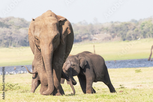Two baby elephants play behind their mother at Minneriya National Park  Sri Lanka.