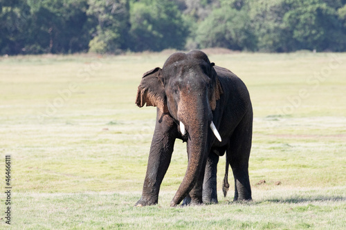 A tusker elephant stands tall in the wilderness of Sri Lanka.