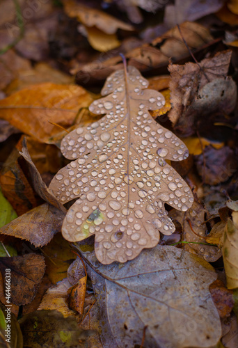 autumn oak leave with raindrops on the ground