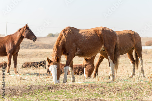 herd of horses in the pasture