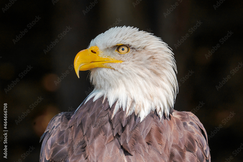 Fototapeta premium close up portrait of the american bald eagle
