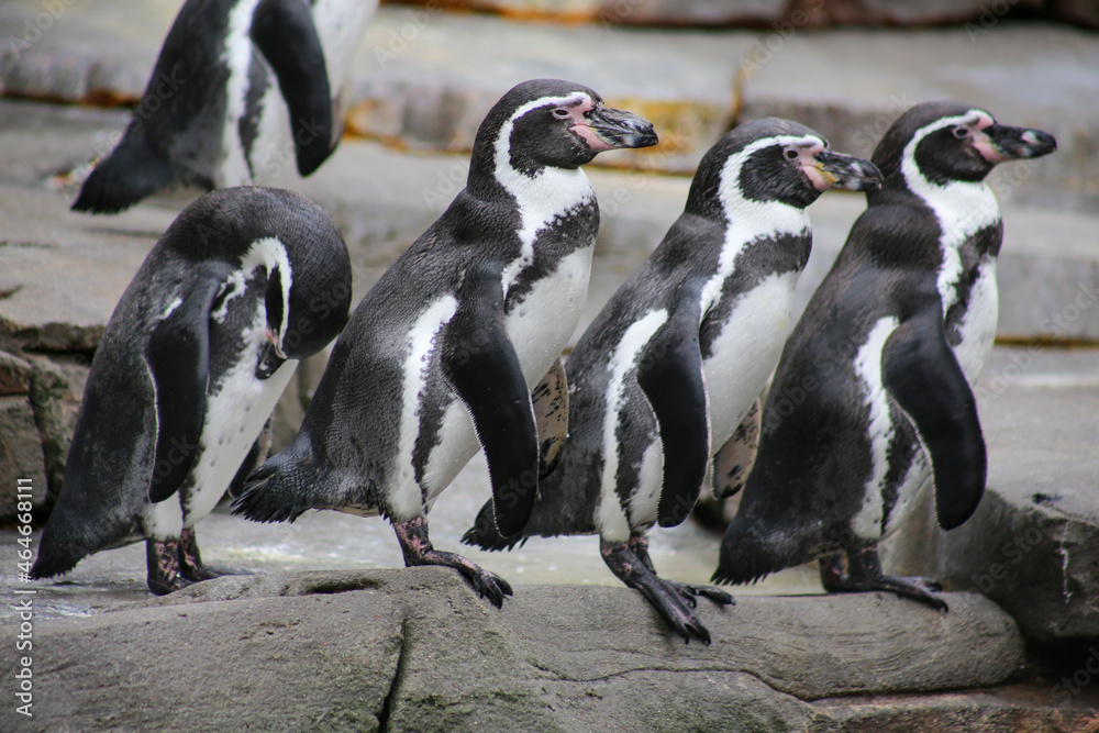 Obraz premium Humboldt penguins in zoo