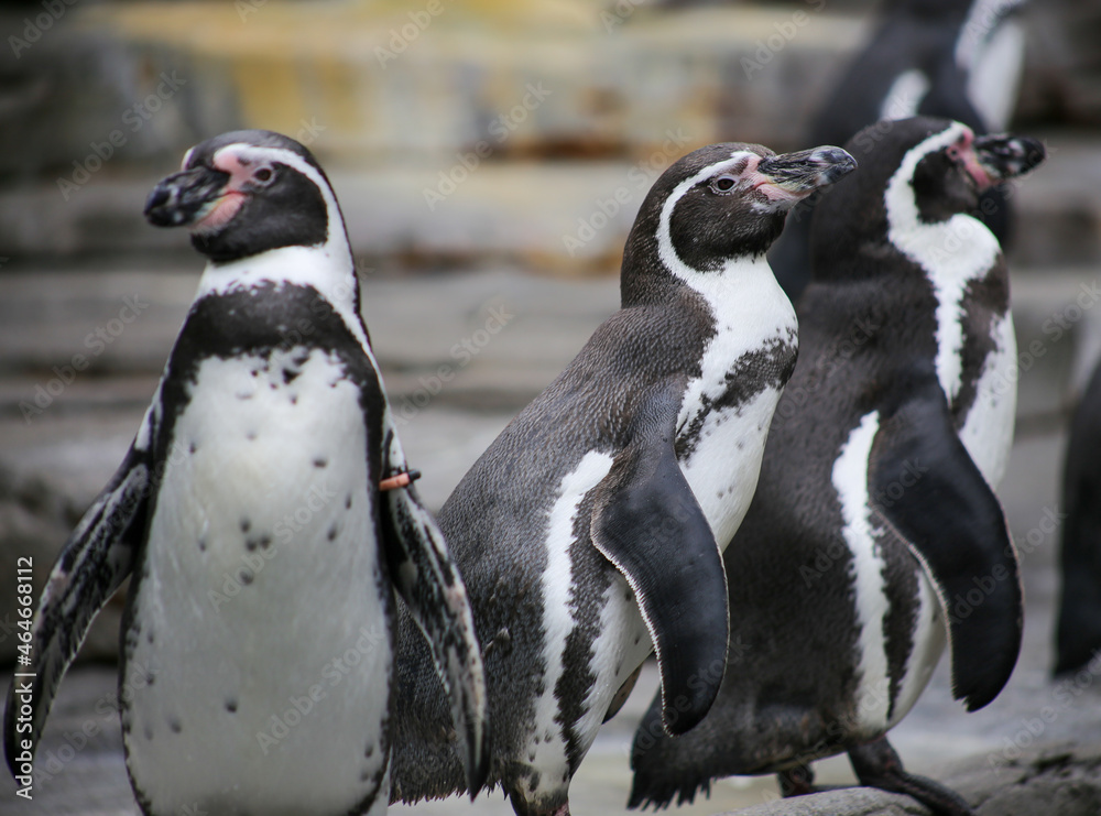 Naklejka premium Humboldt penguins in zoo