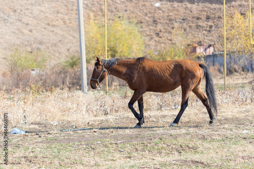 Wallpaper Mural herd of horses in the pasture Torontodigital.ca
