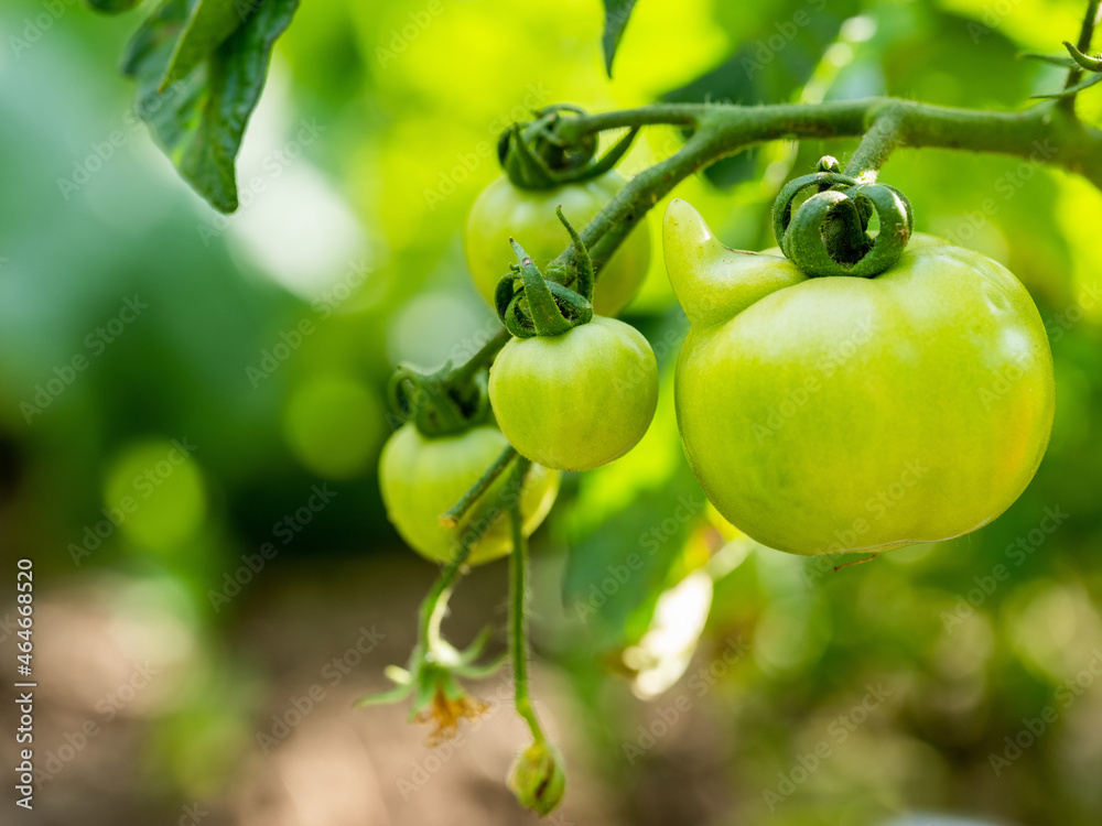 Green tomato plants in an organic garden