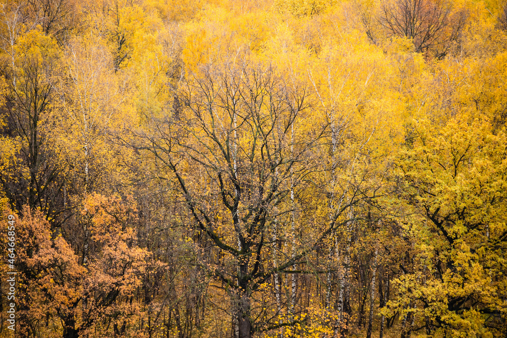 above view of bare black oak tree surrounded by lush yellow foliage of trees in autumn forest of city park on rainy day