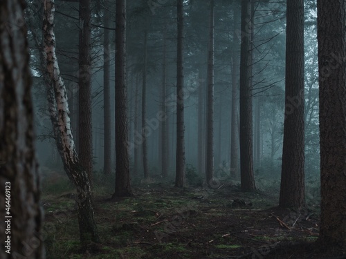 Moody forest