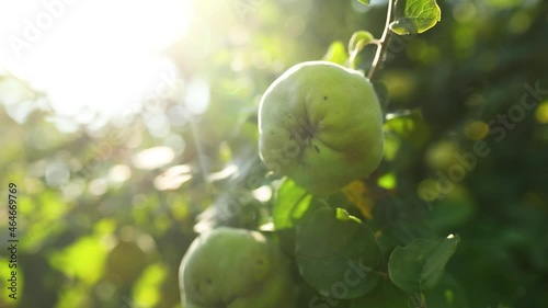 Slow motion Green quince fruits grow on quince tree in an organic garden in sunlight, Harvest concept, Vitamins, vegetarianism, fruits photo