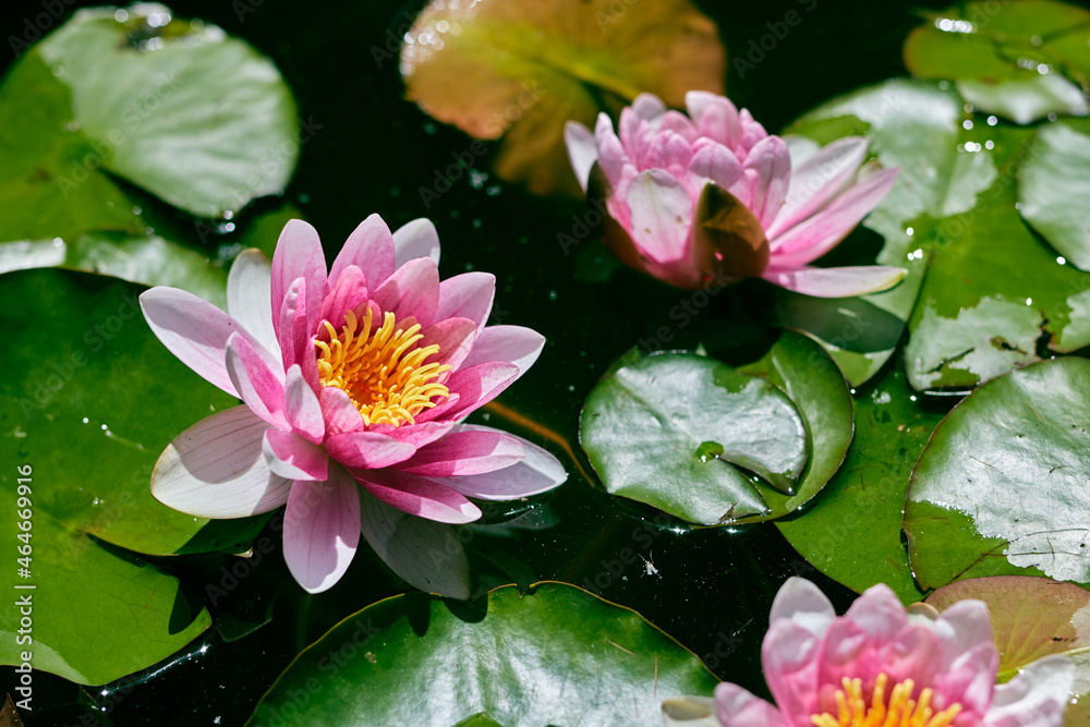 Closeup image of a Indian lotus flower (Nelumbo nucifera).