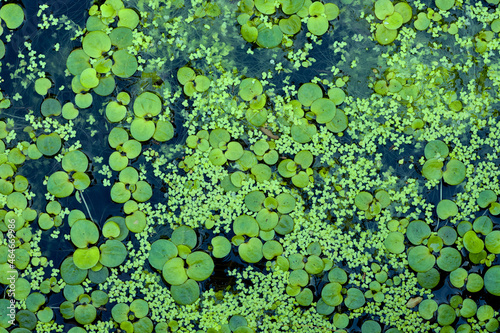 Background image of aquatic plant Limnobium Laevigatum.