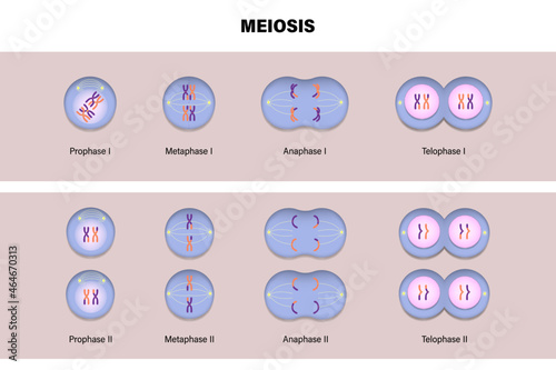 Meiotic division of an animal cell. Diagram of Meiosis. Prophase, Metaphase, Anaphase, and Telophase. 