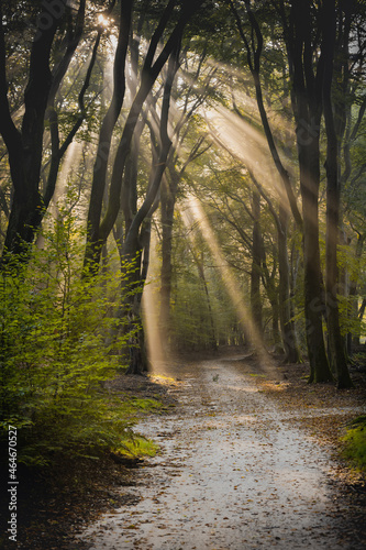 Fototapeta Naklejka Na Ścianę i Meble -  Morning light through the trees in a foggy autumn day