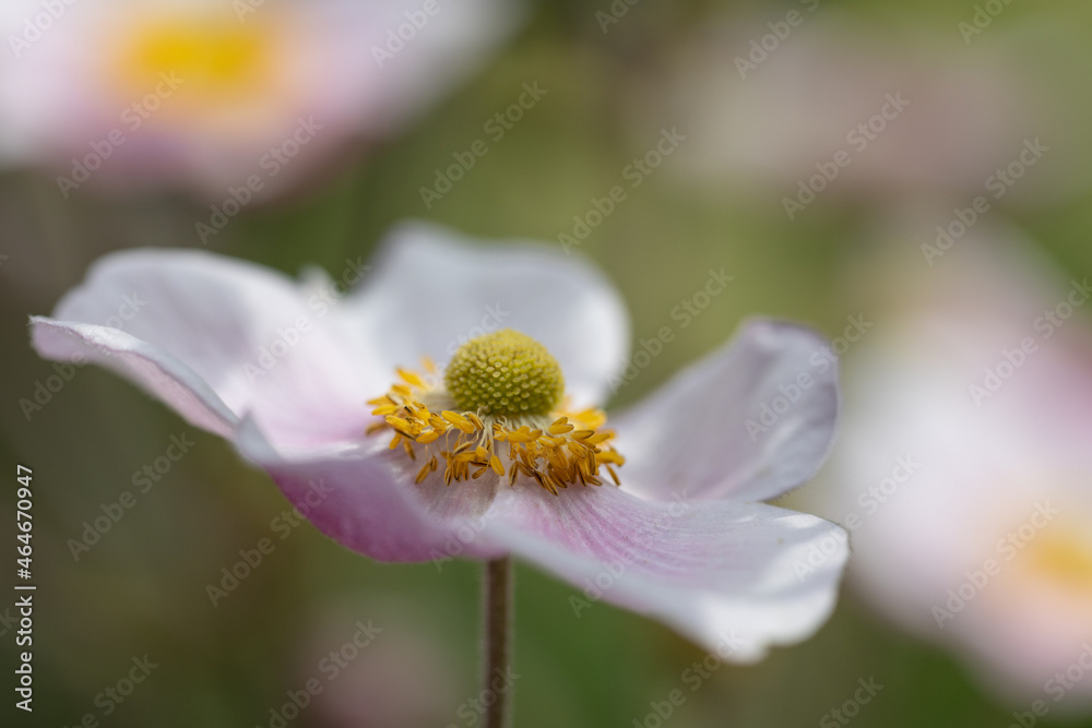 Obraz premium Close-up of a pink Japanese anemone blossom (anemone hupehensis) with blurry background