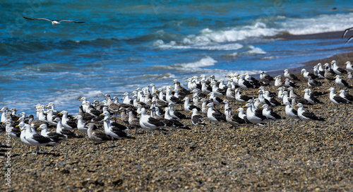 Kelp Gull flock on a beach,Patagonia, Argentina.