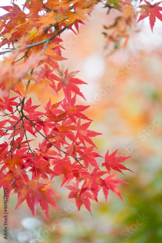 Red maple leaf in autumn with maple tree under sunlight landscape