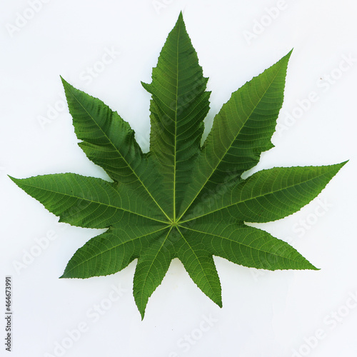 Fotografie Castor Bean or Jarak or Ricinus communis is annual and ordinary wild plants foun