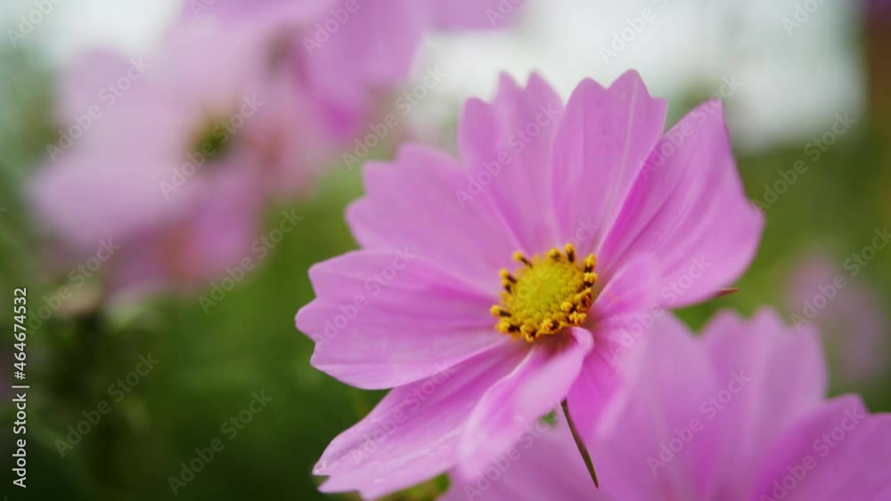 Pink cosmea flower close up vibrating in the wind in the garden in summer afternoon Pink cosmea flower close up vibrating in the wind in the garden in summer afternoon