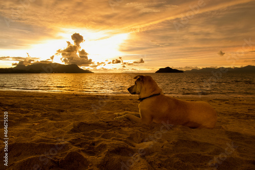 A dog on the beach during sunset at Tanjung Rhu Beach, Langkawi, Malaysia