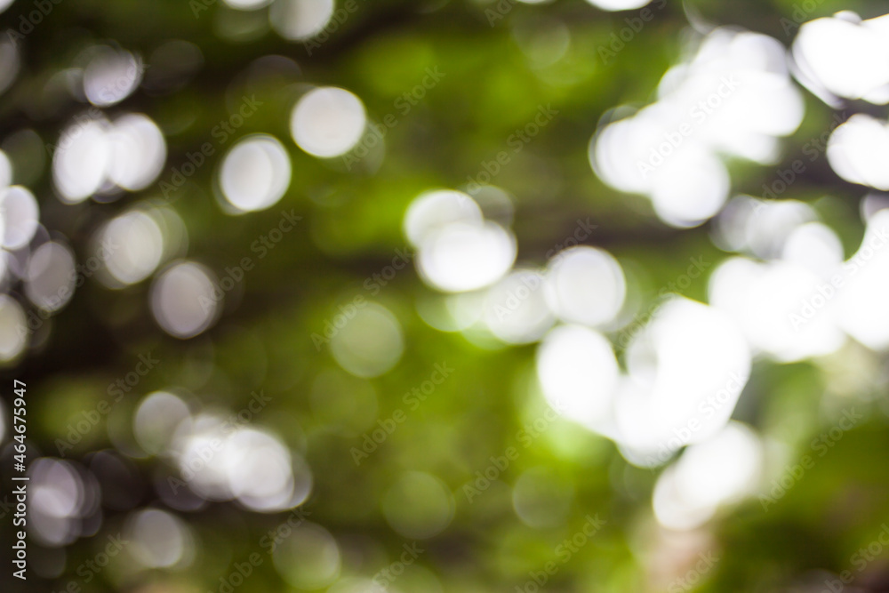 Fototapeta premium Abstract green nature background.