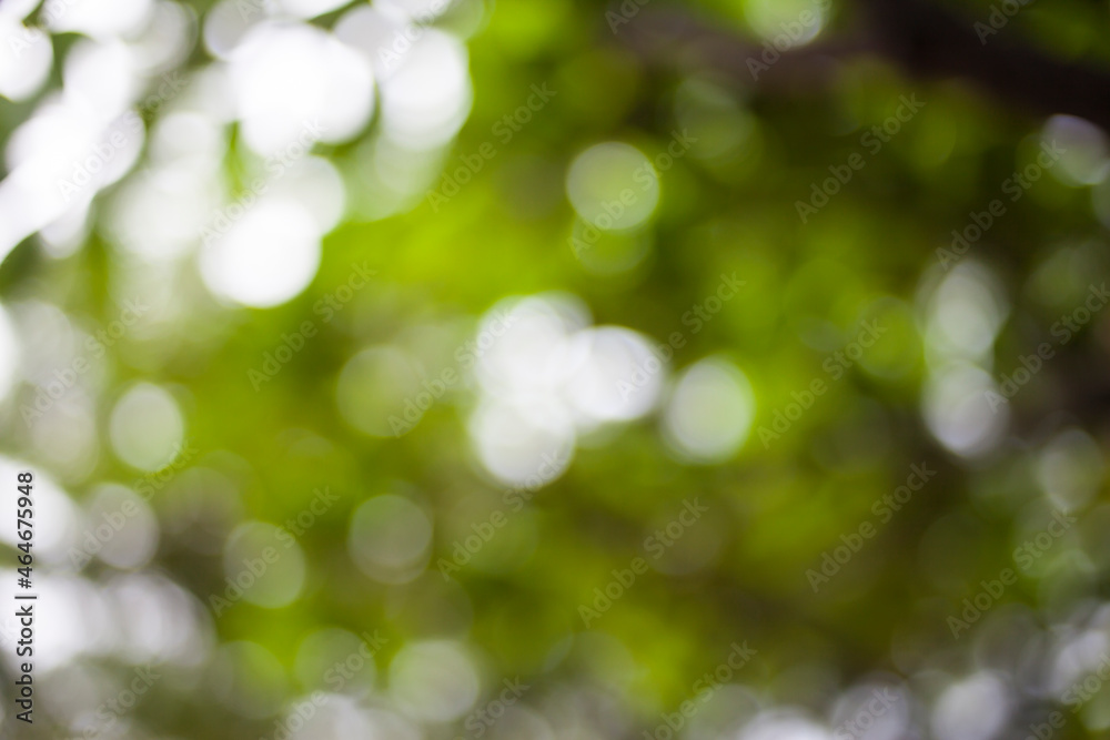 Obraz premium Abstract green nature background.