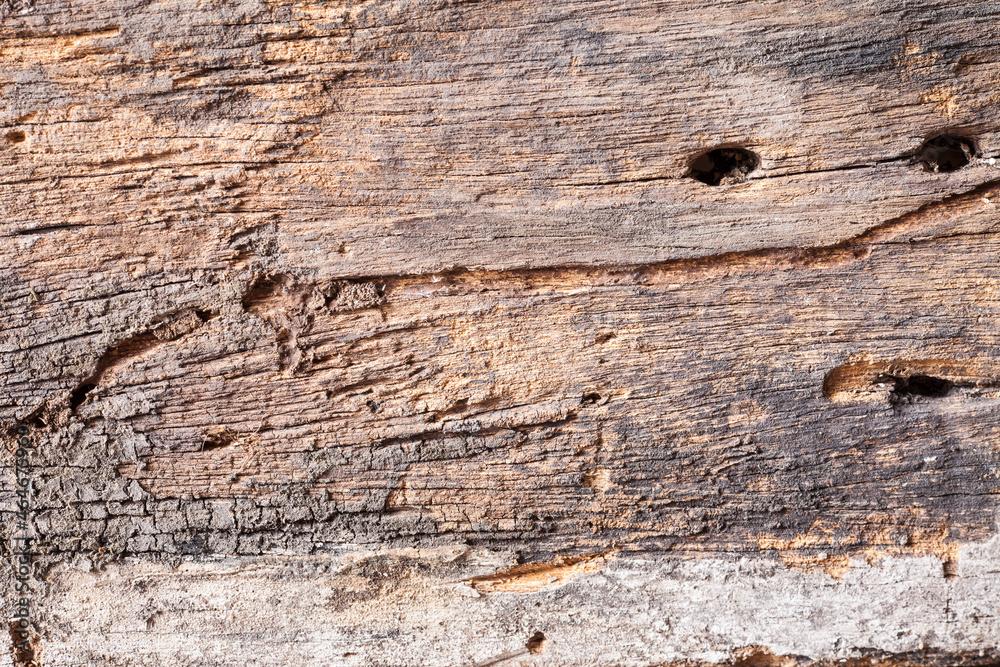 Texture old wood background.