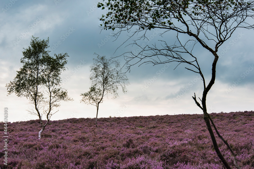 Gorgeous landscape image of late Summer vibrant heather at Surprise View in Peak District National Park in England Gorgeous landscape image of late Summer vibrant heather at Surprise View in Peak District National Park in England