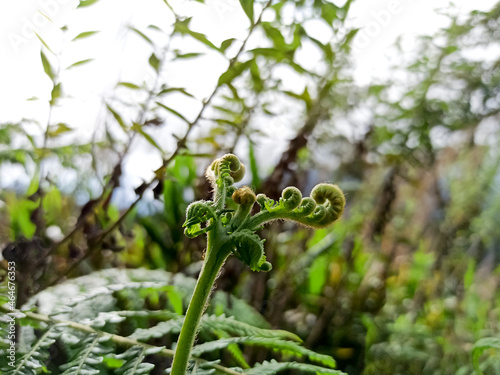 top fern in the forest