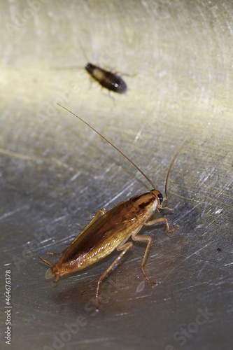 Navigation and communication system in insects of red (German) cockroaches (Prusaks)