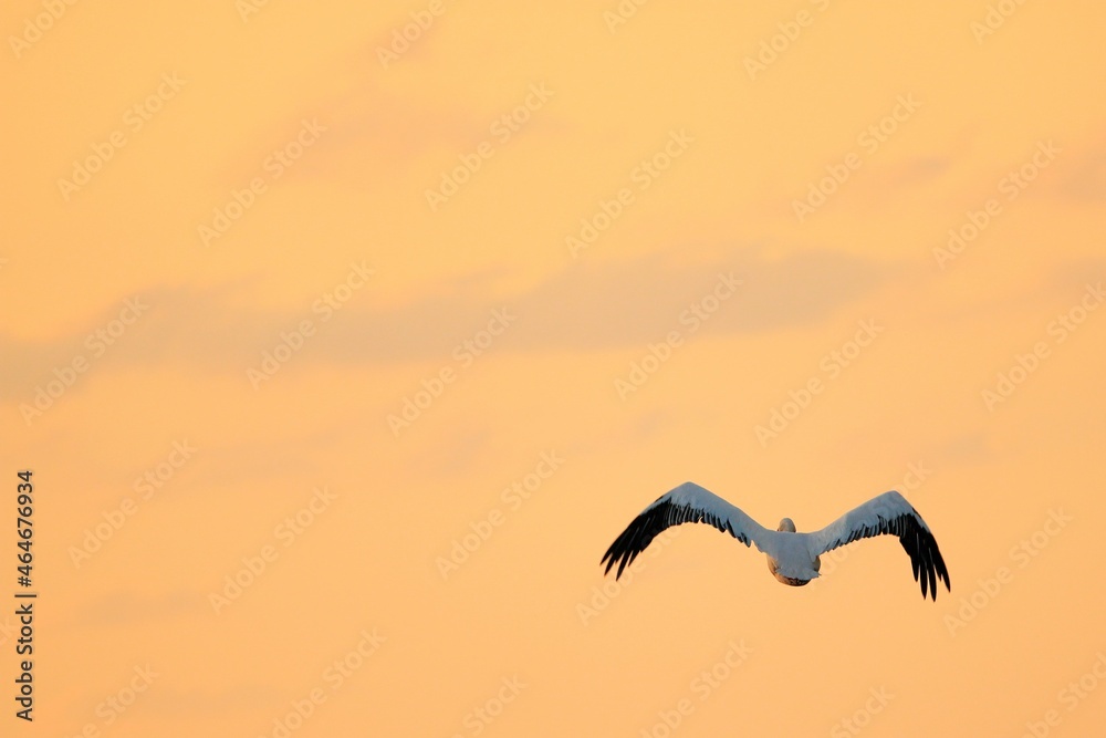 Naklejka premium Pelican flying alone