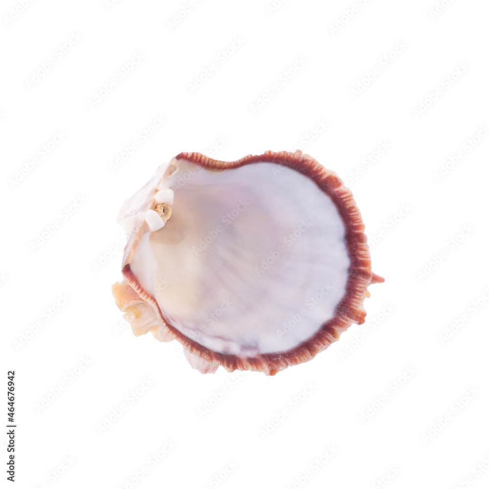 Sea shells arranged isolating on a white background Sea shells arranged isolating on a white background
