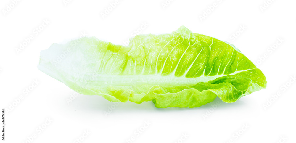 fresh baby cos (lettuce) on white background fresh baby cos (lettuce) on white background
