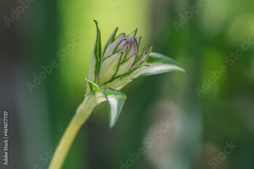 Hosta tardiva cultivated ornamental flowers starting to bloom, beautiful flowering plants with buds