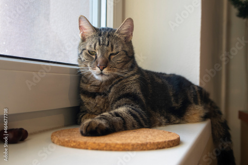 Lazy marbe domestic cat on the windowsill, cute lime eyes on tabby face