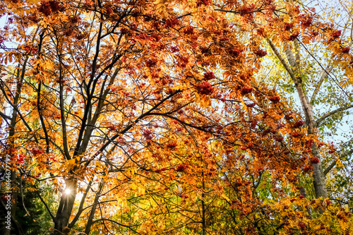 autumn in the park