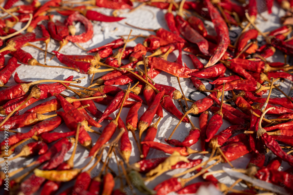 Sun drying red chili peppers in the sun, close-up of hot peppers drying Sun drying red chili peppers in the sun, close-up of hot peppers drying