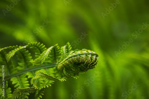 Fern leaf isolated Natural ferns pattern. Beautiful background made with young green fern leaves. Beautiful ferns leaves green foliage. Natural floral fern.