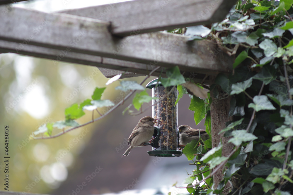 Birds eat sunflower seeds, crumbs and corn from bird feeder in garden. Birds eat sunflower seeds, crumbs and corn from bird feeder in garden.