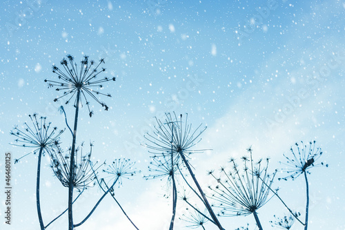 Winter snowy landscape with silhouettes of dry plants of Hogweed or Cow Parsley on sky background. Withered inflorescences and stalks of umbellifer flowers. photo