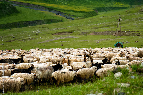 Walking flock of sheep in the mountains. A flock of sheep grazes in a meadow in the mountains. Sheep on a background of green grass and mountains.