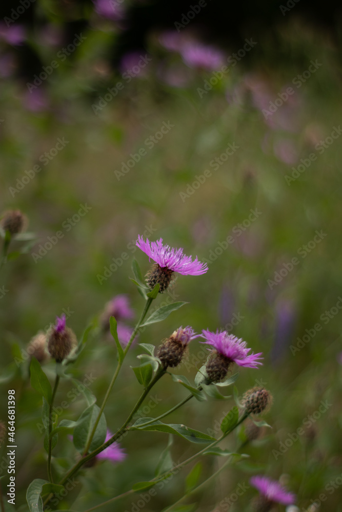 Pink purple flower on the field, beautiful nature