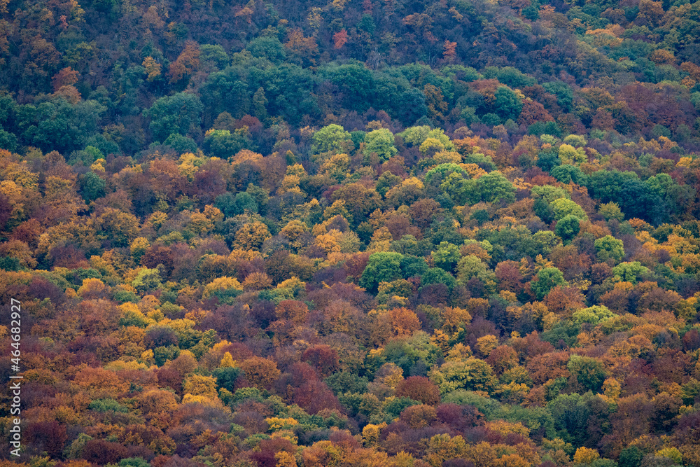 Aerial view of beautiful orange and red autumn forest Aerial view of beautiful orange and red autumn forest