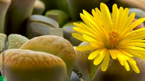 Lithops sp. - flowering succulent of the family Aizoaceae, a collection cultivated plant from South Africa photo