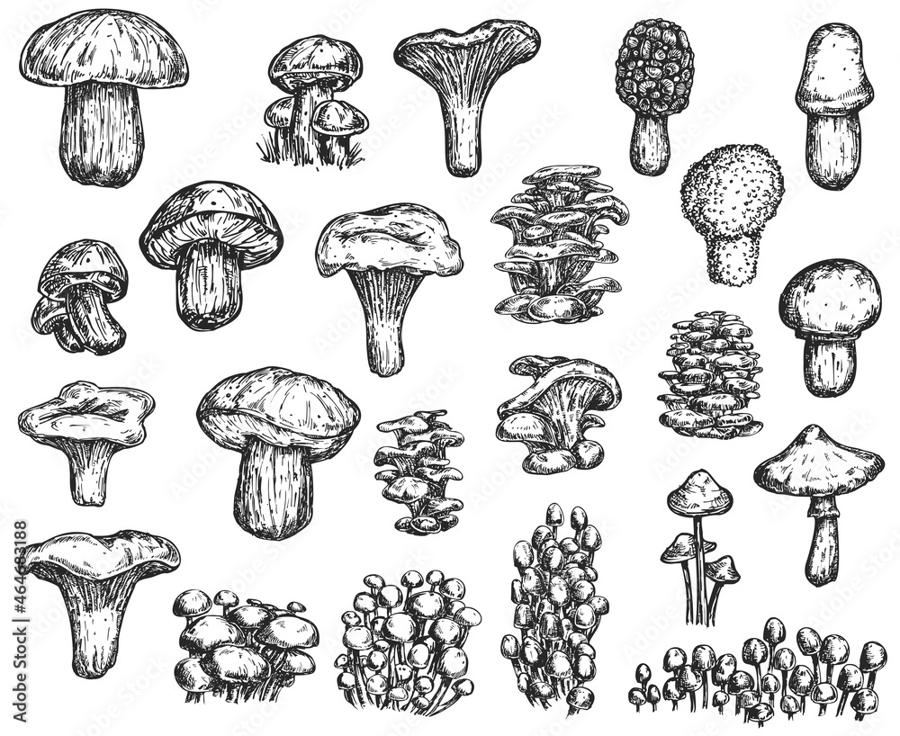 Vector set of hand draw different mushrooms isolated on white background. Illustration in sketch engraved style. Design elements for branding organic healthy fresh food. Vector set of hand draw different mushrooms isolated on white background. Illustration in sketch engraved style. Design elements for branding organic healthy fresh food.