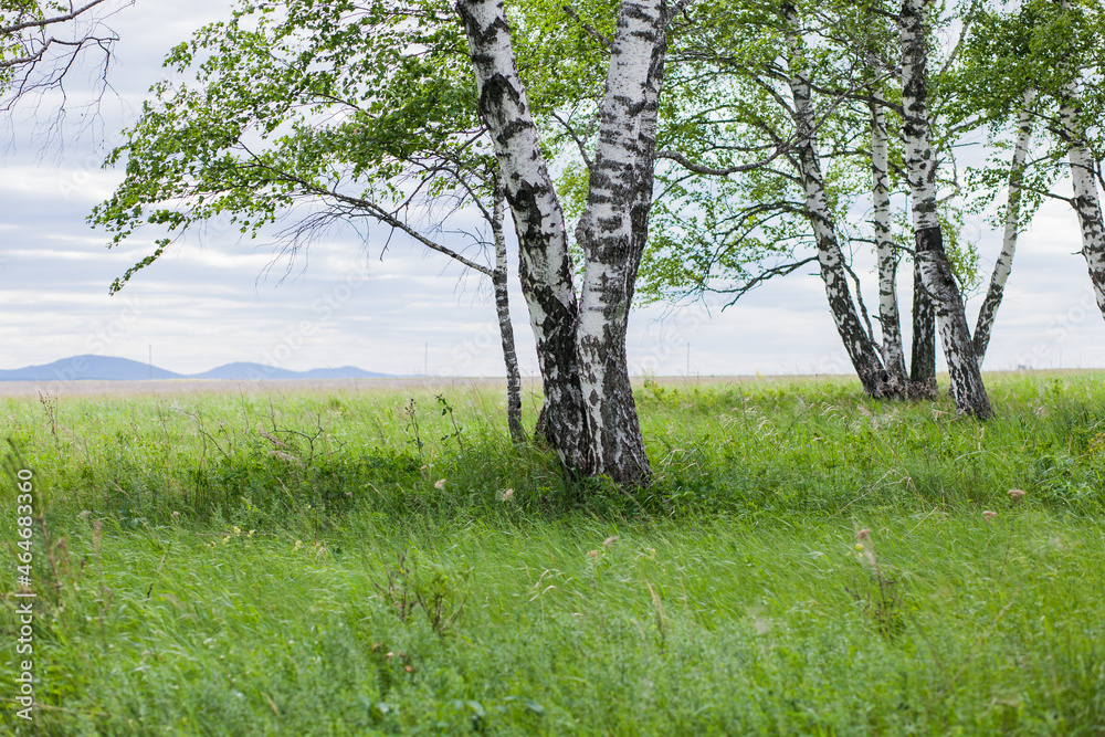 Fototapeta premium birch in a field with green grass