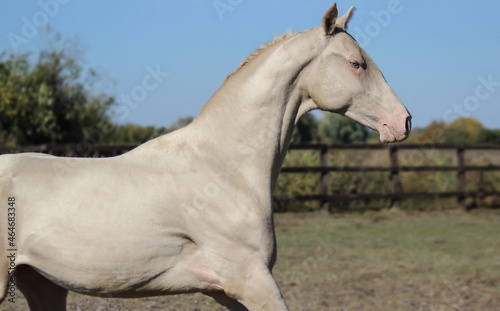 horse in the field, portrait of a cream running horse