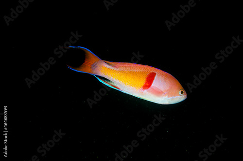伊豆　大瀬崎　海　魚　ダイビング　アカオビハナダイ　
