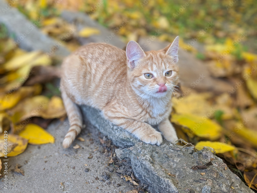 Cat. Autumn. Kitten showing tongue